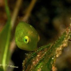 Diving WAOW Liveaboard scuba diving Moluccas Halmahera baby puffer fish