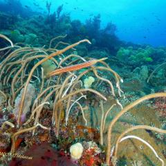 Diving WAOW Liveaboard scuba diving Moluccas Halmahera Whip corals