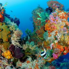 Diving WAOW Liveaboard scuba diving Moluccas Halmahera
