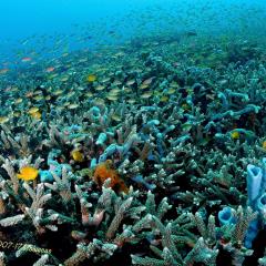 Diving WAOW Liveaboard scuba diving Moluccas Halmahera Staghorn corals and Anthias