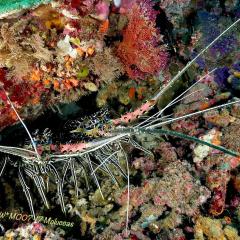 WAOW Liveaboard scuba diving Moluccas Halmahera  Craw fish Lobster