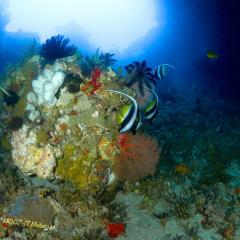 WAOW Liveaboard scuba diving Moluccas Halmahera  Ambon Island