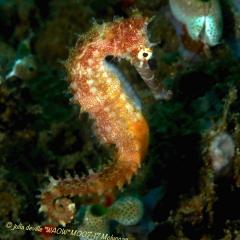 WAOW Liveaboard scuba diving Moluccas Halmahera  Ambon  Thorny seahorse