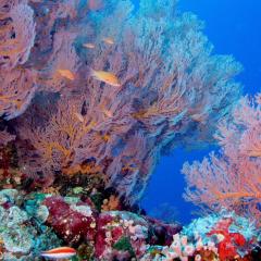 corals - photo taken during a scuba diving cruise onboard liveaboard WAOW in Indonesia Forgotten Islands