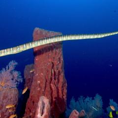 Sea cobra - photo taken during a scuba diving cruise onboard liveaboard WAOW in Indonesia Forgotten Islands