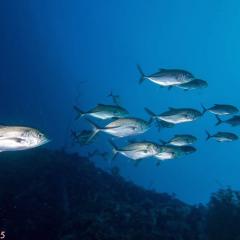 jackfish - photo taken during a scuba diving cruise onboard liveaboard WAOW in Indonesia Forgotten Islands