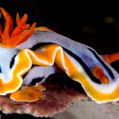 nudibranch - photo taken during a scuba diving cruise onboard liveaboard WAOW in Indonesia Forgotten Islands
