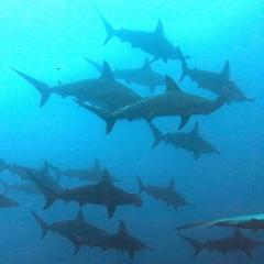 school of hammerhead sharks - photo taken during a scuba diving cruise onboard liveaboard WAOW in Indonesia Forgotten Islands