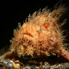 WAOW liveaboard cruising and sailing for scuba diving in Indonesia ALOR - Muck diving Macrophotography Critters and reefs - hairy frogfish