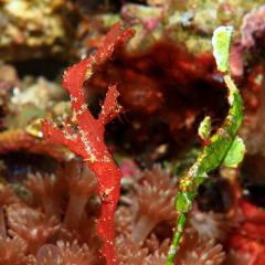WAOW liveaboard cruising and sailing for scuba diving in Indonesia ALOR - Muck diving Macrophotography Critters and reefs - ghost pipefish