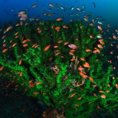 WAOW liveaboard cruising and sailing for scuba diving in Indonesia ALOR - Muck diving Macrophotography Critters and reefs - green hardcoral and anthias