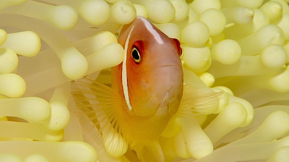 Beautiful anemone clown fish - scuba diving in Indonesia KOMODO with WAOW luxury liveaboard
