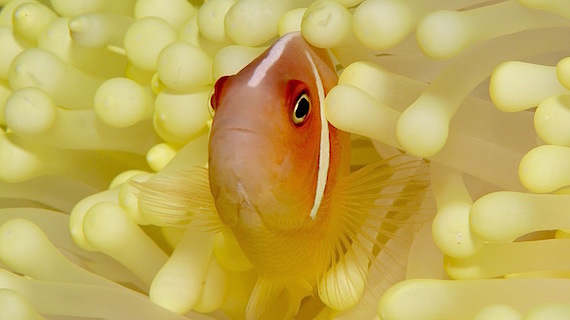 Poisson Clown avec anémone. Plonger en croisière sur le MSY WAOW en Indonésie - Komodo, Raja Ampat, Alor, Togian, Sulawesi, Manado