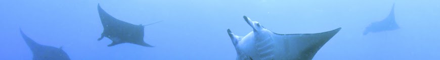 Sport Diver