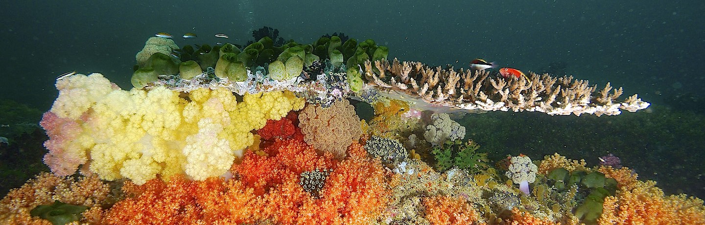 WAOW liveaboard sailing for scuba diving in Indonesia  beautiful corals in Triton Bay