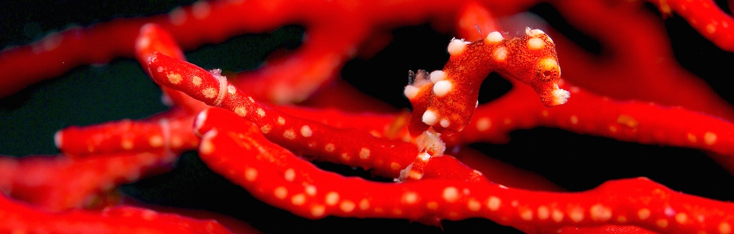 scuba diving and sailing aboard MSY WAOW in Raja Ampat Indonesia and spotting Pigmy seahors 
