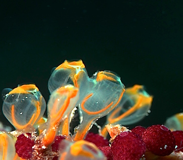 Nouvel Itinéraire du MSY WAOW, en Indonésie pour les croisières plongée. îles SANGIHE nord Sulawesi, mer des Célèbes, Bitung, Lembeh, Manado, Bunaken, Bangga