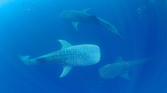 Sport Diver