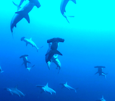 Plongez dans la mer BANDA en Indonesia, triangle de corail, rencontrez les requins marteau et autres pélagiques, banc de barracudas, Cobra serpents de mer et bien plus, à bord de l'ultime bateau de plongée Liveaboard MSY WAOW Pinisi