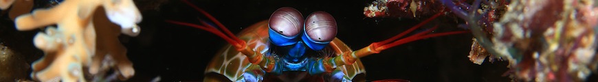 Sport Diver