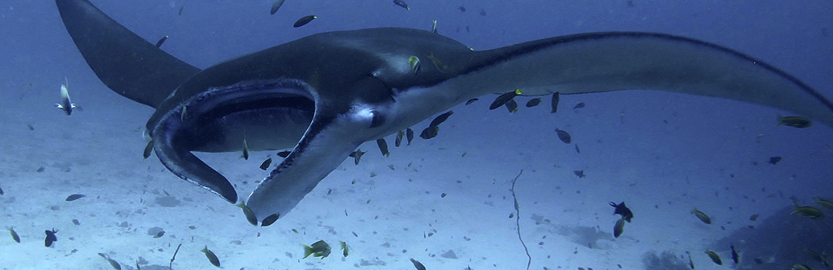 Raie Manta. Plonger en croisière sur le MSY WAOW en Indonésie - Komodo, Raja Ampat, Alor, Togian, Sulawesi, Manado