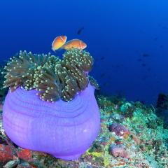 WAOW, bateau de croisière plongée luxe, navigue en Indonésie Raja Ampat, Moluques, Ambon, Papouasie, BandaNeira, Célèbes, Bay de Triton, Kaimana . Anémone et poisson clown