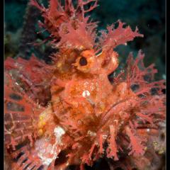 WAOW liveaboard cruising and sailing for scuba diving in Indonesia ALOR - Muck diving Macrophotography Critters and reefs - Rhynopia