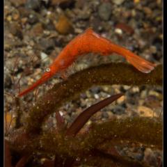 WAOW liveaboard cruising and sailing for scuba diving in Indonesia ALOR - Muck diving Macrophotography Critters and reefs - shrimp