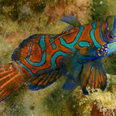 WAOW, bateau de croisière plongée luxe, navigue en Indonésie Raja Ampat, Moluques, Ambon, Papouasie, BandaNeira, Célèbes, Bay de Triton, Kaimana . poisson Mandarin fish