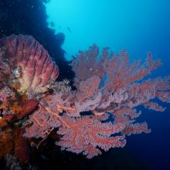 WAOW, bateau de croisière plongée luxe, navigue en Indonésie Raja Ampat, Moluques, Ambon, Papouasie, BandaNeira, Célèbes, Bay de Triton, Kaimana . Plonger les Iles KOON
