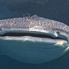 Pinisi Charter vessel and luxury liveaboard WAOW cruising, sailing and scuba diving in Indonesia Raja Ampat, Papua Barat, Moluccas, Seram sea,Triton Bay, Kaimana and Ambon. whale shark