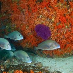 Pinisi Charter vessel and luxury liveaboard WAOW cruising, sailing and scuba diving in Indonesia Raja Ampat, Papua Barat, Moluccas, Seram sea,Triton Bay, Kaimana and Ambon. Snappers