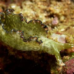 Pinisi Charter vessel and luxury liveaboard WAOW cruising, sailing and scuba diving in Indonesia Raja Ampat, Papua Barat, Moluccas, Seram sea,Triton Bay, Kaimana and Ambon. Slug, flatworm