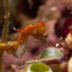 WAOW liveaboard Pinisi und Tauchsafariboot segelt in Indonesien fürs Tauchen in Raja Ampat, Papua Barat, Koon Inseln, Seram,Triton Bay, Kaimana and Ambon. Pontohi Pygmy seahors Seepferd