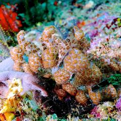 WAOW liveaboard Pinisi und Tauchsafariboot segelt in Indonesien fürs Tauchen in Raja Ampat, Papua Barat, Koon Inseln, Seram,Triton Bay, Kaimana and Ambon. Farbige Weichkorallen