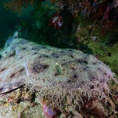 WAOW liveaboard Pinisi und Tauchsafariboot segelt in Indonesien fürs Tauchen in Raja Ampat, Papua Barat, Koon Inseln, Seram,Triton Bay, Kaimana and Ambon. Teppichhai , Wobbegong