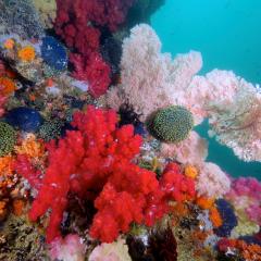WAOW liveaboard Pinisi und Tauchsafariboot segelt in Indonesien fürs Tauchen in Raja Ampat, Papua Barat, Koon Inseln, Seram,Triton Bay, Kaimana and Ambon. Farbige Weichkorallen