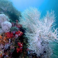 WAOW liveaboard Pinisi und Tauchsafariboot segelt in Indonesien fürs Tauchen in Raja Ampat, Papua Barat, Koon Inseln, Seram,Triton Bay, Kaimana and Ambon. Scwarzkorallen