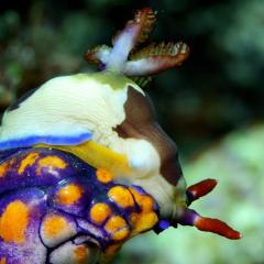 WAOW liveaboard Pinisi und Tauchsafariboot segelt in Indonesien fürs Tauchen in Raja Ampat, Papua Barat, Koon Inseln, Seram,Triton Bay, Kaimana and Ambon. Nacktschnecke