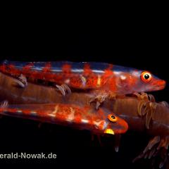 WAOW liveaboard sailing for diving in Indonesia, Papua Barat Raja ampat, the 4 Kings, Misool, Penemu, Wayag, Dampier Strait, cape Kri,  Raja Ampat 
