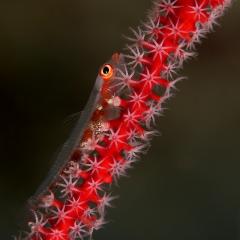 Tiny fish on gorgon. Cruising for scuba diving in KOMODO Indonesia with liveaboard MSY WAOW
