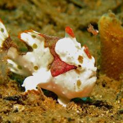 Frog fish. Cruising for scuba diving in KOMODO Indonesia with liveaboard MSY WAOW