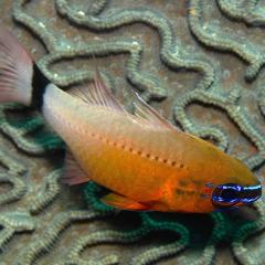 Reef fish. Cruising for scuba diving in KOMODO Indonesia with liveaboard MSY WAOW