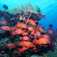 Big eye fish. Cruising for  scuba diving in KOMODO Indonesia with liveaboard MSY WAOW 