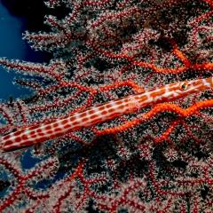 Flute fish. Cruising for scuba diving in KOMODO Indonesia with liveaboard MSY WAOW