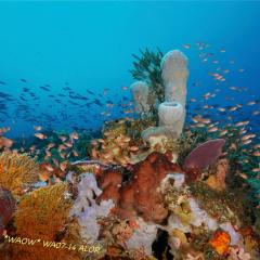 WAOW liveaboard für Tauchsafari - segelt und kreuzt in Indonesien ALOR paradis des Unterwasserfotografen, macro Foto, Critters, Korallen und Riffe - 