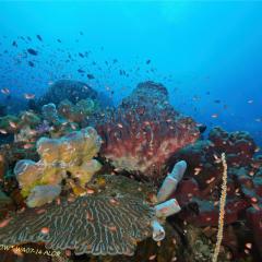 WAOW liveaboard et bateau de croisière plongée, plonger Indonesie Ile d’ALOR paradis du photograph sous-marin pour macro photo Creatures rares, corail et récifs - 