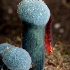 WAOW liveaboard et bateau de croisière plongée, plonger Indonesie Ile d’ALOR paradis du photograph sous-marin pour macro photo Creatures rares, corail et récifs - poisson
