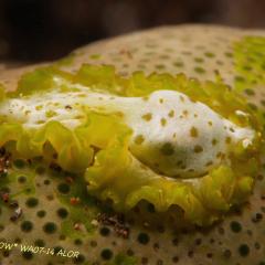 WAOW liveaboard et bateau de croisière plongée, plonger Indonesie Ile d’ALOR paradis du photograph sous-marin pour macro photo Creatures rares, corail et récifs - vers plat