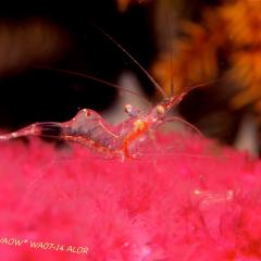 WAOW liveaboard et bateau de croisière plongée, plonger Indonesie Ile d’ALOR paradis du photograph sous-marin pour macro photo Creatures rares, corail et récifs - crevette - Garenne